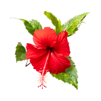 hibiscus