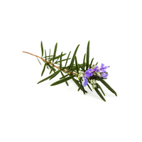 rosemary